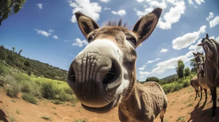 Gordijnen Fisheye Lens. Selfie of a happy donkey © tashechka