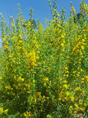 Wild Spanish oyster thistle a prickly beauty