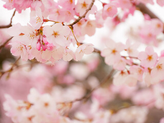 グラデーションの美しい一重咲きの桜②【アップ】