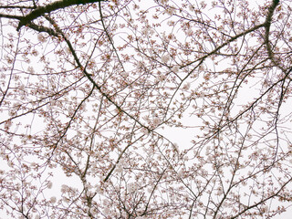 仰ぎ見る一重咲きの桜