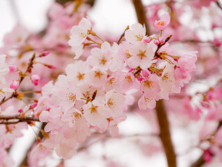 グラデーションの美しい一重咲きの桜④【アップ】