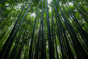 Fototapeta na wymiar Bamboo grove green rain forest sighseeing travel at Arashiyama