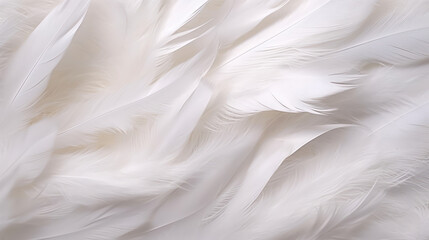 Macro photo of white hen feathers.