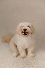 beige maltipu sits on a beige background in the studio