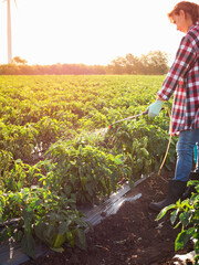 Bio vegetables on a small family farm. Full length portrait of Farmer woman spraying garden farm with pesticide sprayer against the sun on a sunset. Agriculture fertilizer spraying insecticide - obrazy, fototapety, plakaty