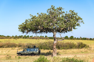 offroad car resting under a sausage tree at game drive in kenya