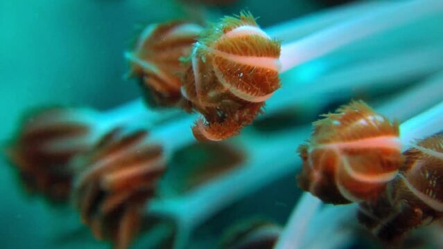 Plapper coral or Pulsating xenid (hetero Xenia fuscescens), Asia