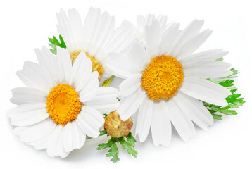 Chamomile flowers isolated on white background.
