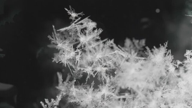 Snowflakes crystals melting on black background, close-up macro detail