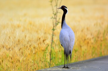 The demoiselle crane (Grus virgo) is a species of crane found in central Eurosiberia, ranging from the Black Sea to Mongolia and Northeast China.