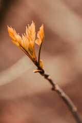 New leaves begin to bud out on a tree in the spring.