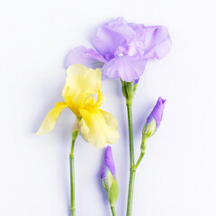 Yellow and blue iris flowers. Greeting card for mother's day, Valentine's Day, birthday.