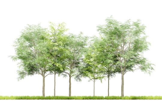 Cutout of green trees on transparent background, png plant, 3d render illustration.
