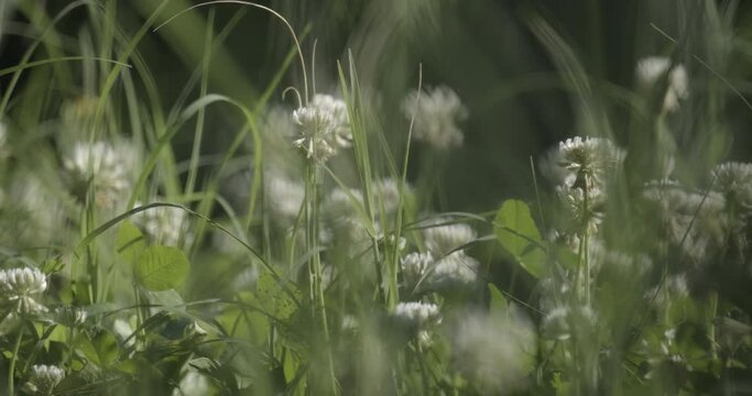 Macro of clover flowers in spring