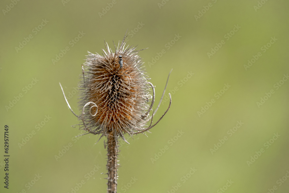 Wall mural close-up of golden brown flower seed heads of winter Wild Teasel (Dipsacus fullonum) thistle