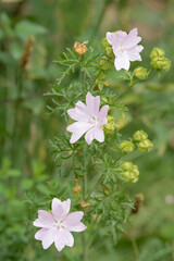 beautiful bloom of pink musk mallow (Malva moschata) flowers growing wild