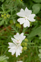 malva moschata,white musk mallow,musk mallow,white musk flower,wild,blooming,bloom,closeup,mallow,beautiful,white,background,cream texture,asian,beauty,black,blooming flowers,blossom,blue tinge,bright