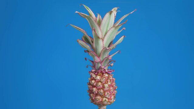 Slowly spinning decorative small pineapple isolated on blue studio background crop with copy space