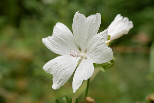 close-up of a beautiful white musk mallow (Malva moschata) flower growing wild