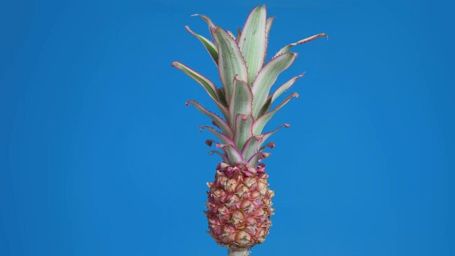 Slow rotating decorative pink leaves small pineapple fruit isolated on studio blue background