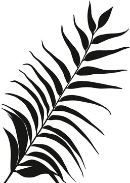 Shadow Leaves silhouette, Tropical branch Leaf Overlay, Element object for Spring Summer, Mock up Product Presentation