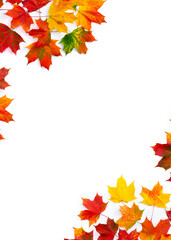 Autumnal maple leaves on a white background with space for text. Top view, flat lay