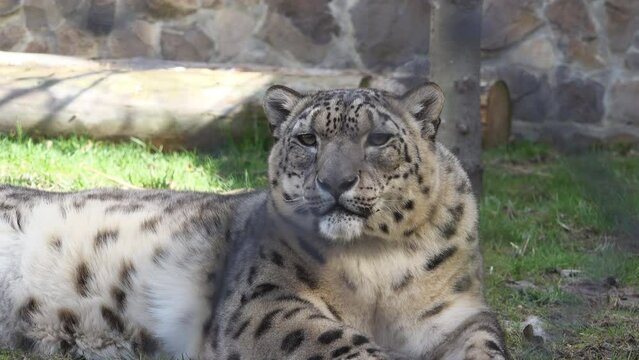 Beautiful snow leopard (Panthera uncia) portrait