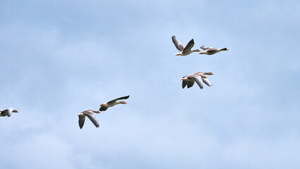 A flock of ducks is flying in the sky