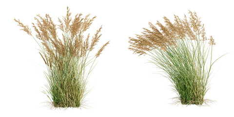 Reeds isolated on white background