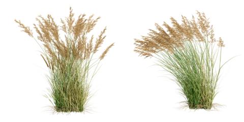 Reeds isolated on white background