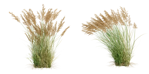Printed kitchen splashbacks Grass Reeds isolated on white background