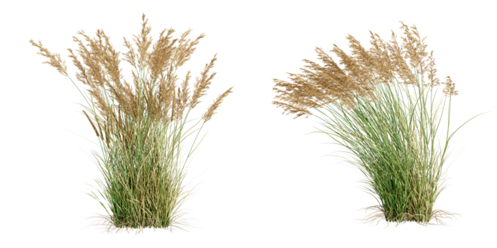 Reeds isolated on white background