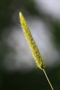 close up of grass