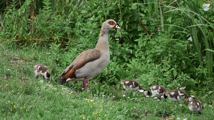 Ducks with brood graze on the grass