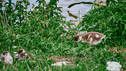 Ducks with brood graze on the grass