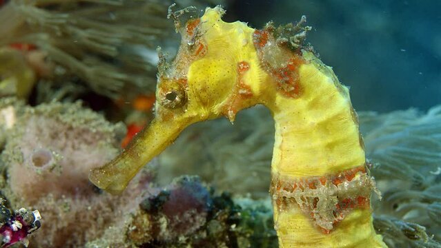  close-up shot of the  Spotted seahorse (Hippocampus kuda), Raja ampat, Indonesia