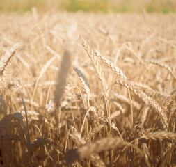 Wheat field, Rural Scenery, grain ears, crops field, cereal harvest, golden rye