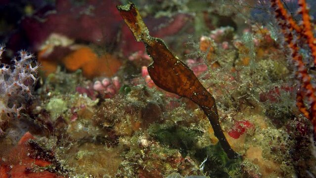 A Robust Ghost Pipefish or Rough-snout Ghost Pipefish, Solenostomus cyanopterus, is hiding in a coral reef, Raja Ampat, Indonesia