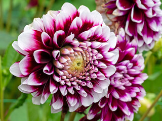 Closeup of a purple and white Dahlia bloom Mystery Day