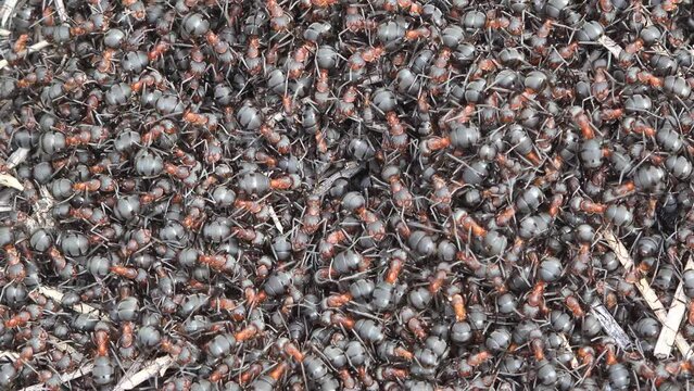 Close-up macro detail of crowded ants colony swarming on the anthill