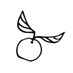 Doodle illustration of a mandarin with a twig and leaves on a white background isolated. citrus lINEART. New Year's fruit