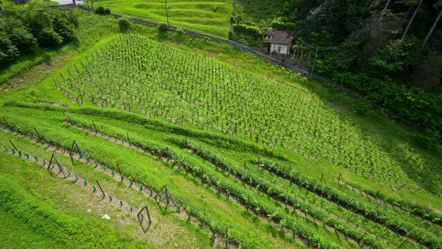 Bellinzona may be the most Italian town in Switzerland. Lush green grass. Three castles, walls and ramparts are inscribed on the World Heritage List.