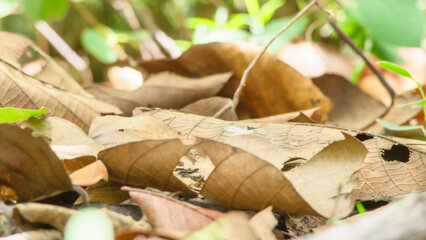 Dry leaver that have fallen on the ground