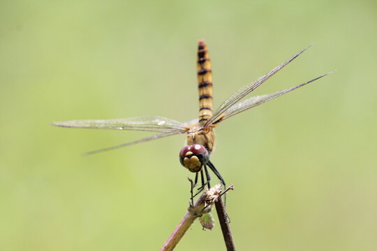 Dragon flies of Western Ghats India
Beautiful insects 
Tropical life