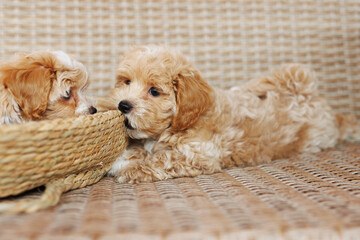 Funny Maltipoo puppy is resting in a modern interior. Beloved pet in the natural atmosphere of a beautiful home.