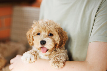 Cute puppies of the Maltipoo breed are resting in the arms of a girl on home. Beloved pet in the natural atmosphere.