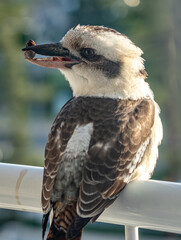 Kookaburra native Australian bird perching holding a bug in its beak