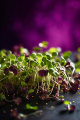 broccoli or arugula or radish microgreen sprouts close-up on purple background healthy plant bazed vegan diet generative ai
