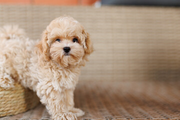 Funny Maltipoo puppy is resting in a modern interior. Beloved pet in the natural atmosphere of a beautiful home.