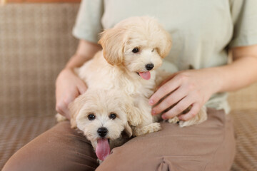 Cute puppies of the Maltipoo breed are resting in the arms of a girl on home. Beloved pet in the natural atmosphere.